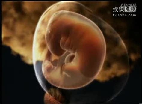7周6天胎儿大小图片