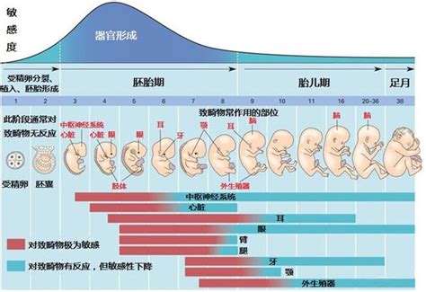 38周胎儿和40周出生有什么区别