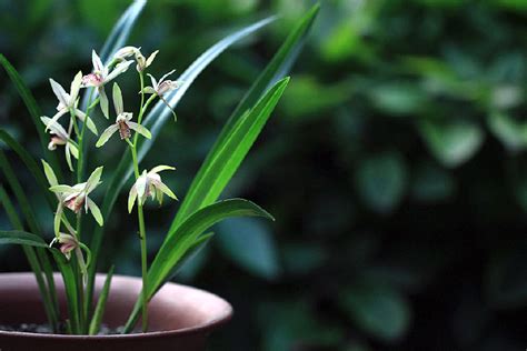 建兰如何开好花