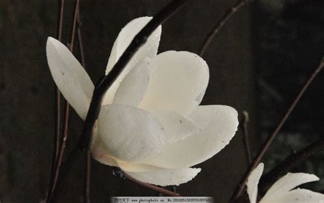 白玉兰花的图片