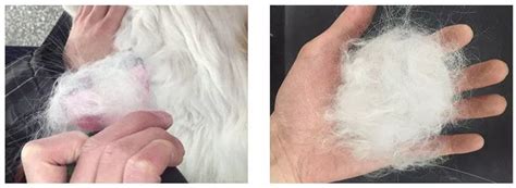 防止狗狗掉毛的五个办法,怎么预防狗狗掉毛