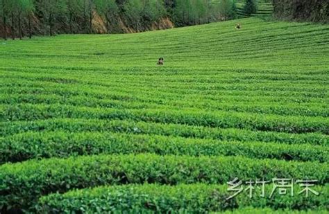 三大普洱茶区的香型你最喜欢哪个,景迈茶和邦东茶哪个好