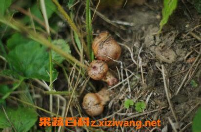 你不知道的松茸冷知识 松树蘑菇跟松茸的区别