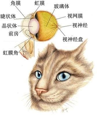 的主要区别有什么,猫咪眼睛为什么发光