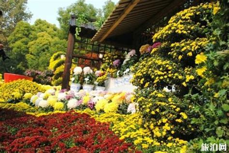 “菊花盛宴”第十三届中国菊花展，美轮美奂的大型室外菊花立体景