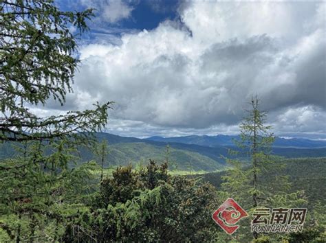 日本松茸为何需求量大 云南和日本松茸