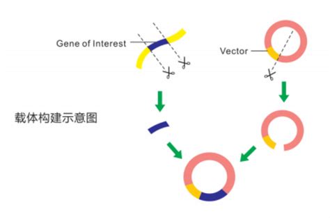 TCP传输中的seq和ack