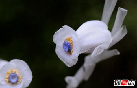 水晶兰花语是什么，水晶兰的花语传说