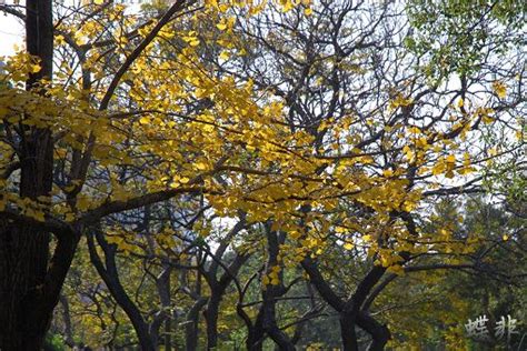 美丽的银杏树-写物作文300字（共5则）