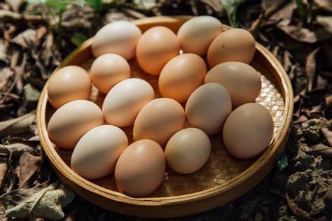 土鸡蛋怎么辨别,怎么区别土鸡蛋和普通鸡蛋