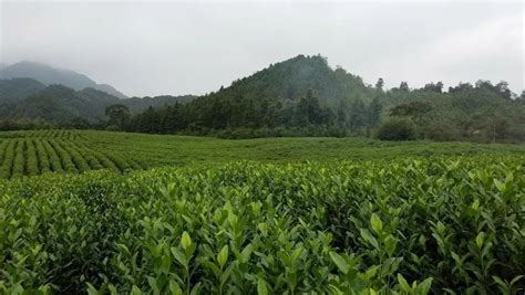 民国时泰顺此地是温州重要产茶区,景德镇哪些地方产茶