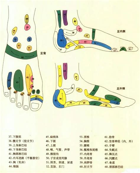 背部对应的内脏反射区