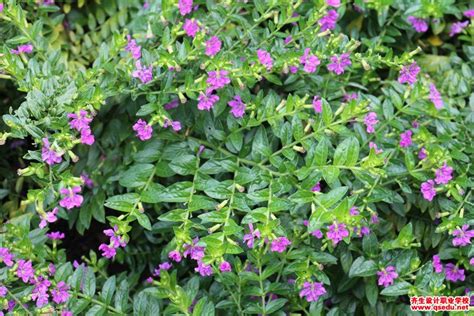 紫萼距花的园林用途