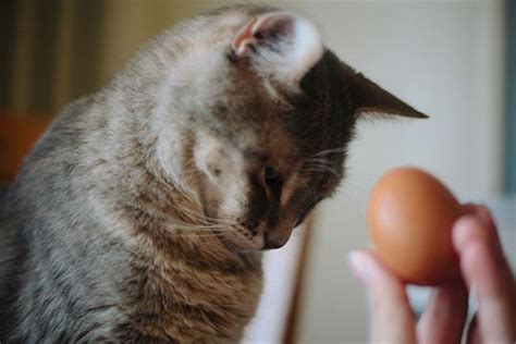 猫咪吃蛋黄有什么好处 猫吃生蛋黄还是蛋清能吐毛,猫吃多少鸡蛋黄