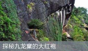 白鸡冠茶怎么喝,武夷山白鸡冠是什么茶