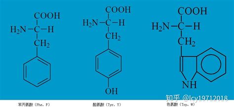 氨基酸的功效与作用