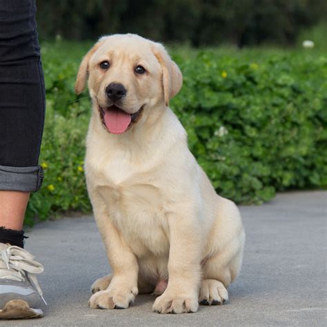 什么是拉布拉多德利犬,宠物拉布拉多德利犬的习性特征与喂养等介绍