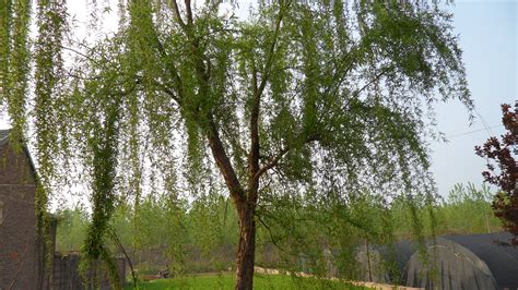 云南红河地区 民间俗称的鬼柳树 正确的书名是什么?