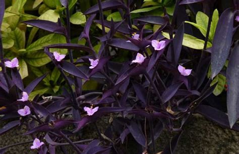 谁能告诉我紫叶鸭跖草的花语是什么?
