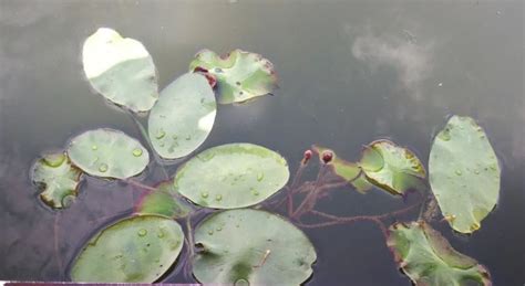 莼菜跟睡莲有啥关系和区别