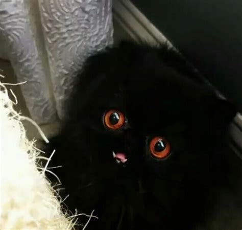 小猫的眼睛为什么是蓝色的,猫咪的眼睛为什么红