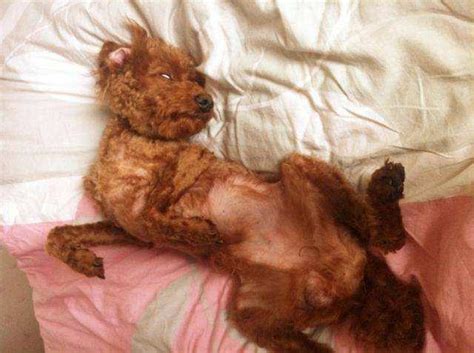 为什么狗狗喜欢靠着你睡,狗为什么喜欢枕这脚睡