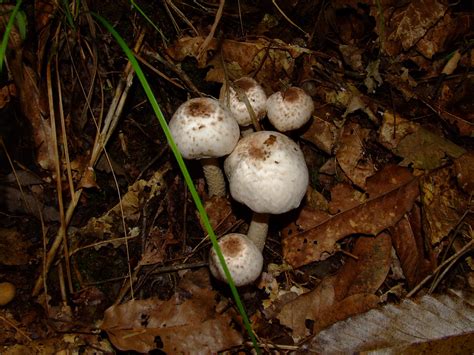 为什么最美的蘑菇有毒,长出的蘑菇有毒吗
