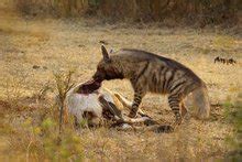 天生性情凶猛的鬣狗,鬣狗代表人什么性格
