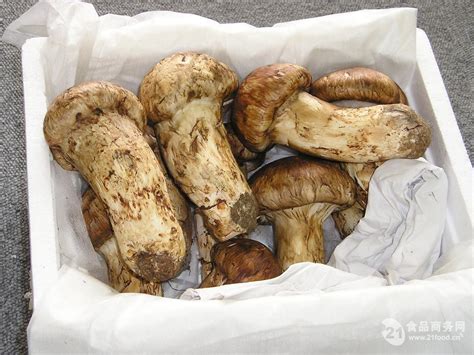 孙连庆主任医师中医科
 鲜松茸的药用价值