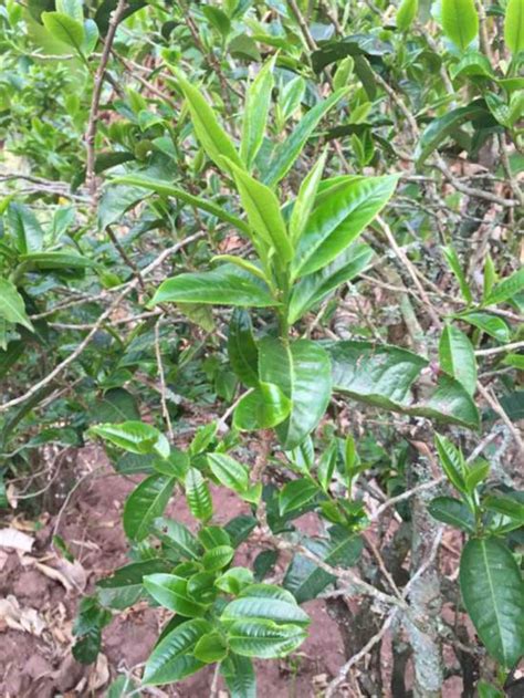 普洱的藤条茶哪个品牌好,甘甜味厚的坝糯藤条茶