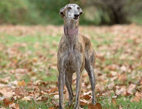 什么是灵缇犬,宠物灵缇犬的习性特征与喂养等介绍