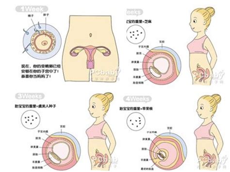 怀孕一个月胎儿图