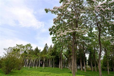 万亩楸树基地是全国最大的楸树良种繁育基地.占地3000多亩.位于豫东平原周口经济协作带“金三角”淮阳县