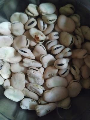嫩蚕豆怎么做好吃,一蚕豆怎么做好吃