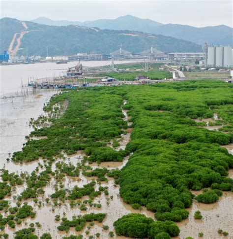 蚂蚁森林我国红树林人工引种的最北端是哪个省