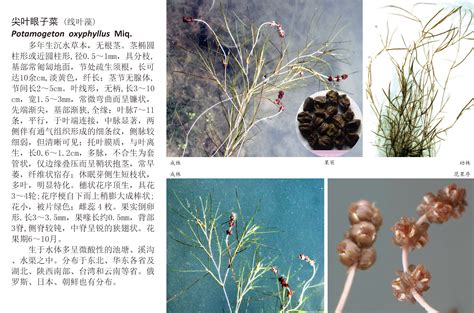 茡荠怎么种植种子是什么