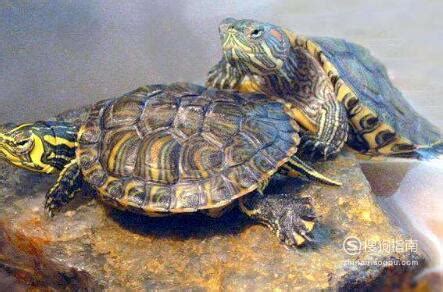 巴西龟寓意是什么,在中国泛滥成灾的巴西龟