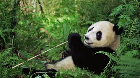 我国的大熊猫保护区有些什么?