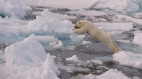 北极熊为什么在北极熊,为什么北极熊不在南极
