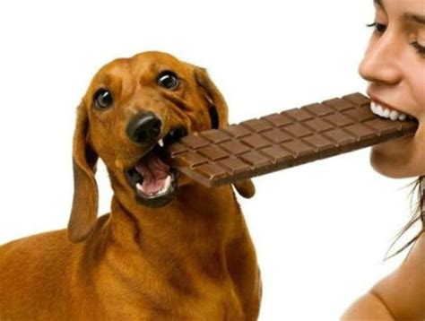 为什么狗吃了巧克力就会死,狗狗吃了巧克力为什么没死