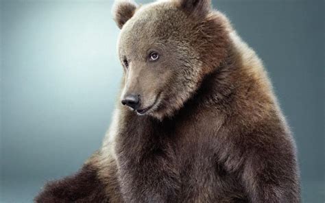 谁有好看熊的照片或图片?