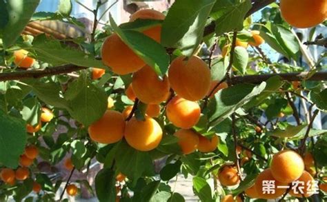 老家的杏树-植物作文500字(摘抄7篇)
