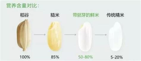 胚芽米真的比普通精白米的营养成分更高吗?