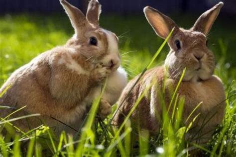 锐捷小兔子放大器评测,兔子为什么用耳朵散热