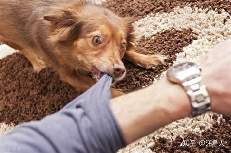 被自己家的怀孕狗咬伤了需要打疫苗吗