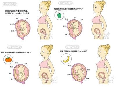 7周零5天胎儿发育情况
