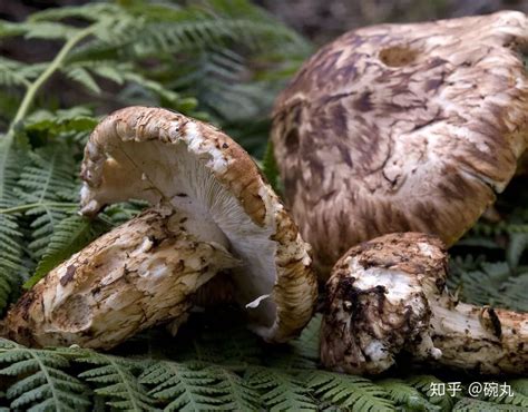 日本的松茸是中国进口的吗 被日本奉为神菌的松茸