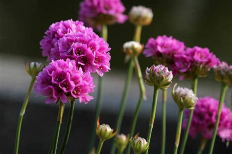 石竹花的花期