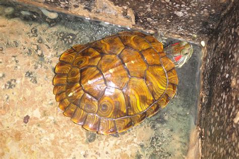 我家的小乌龟-我的动物朋友作文450字(集锦5则)