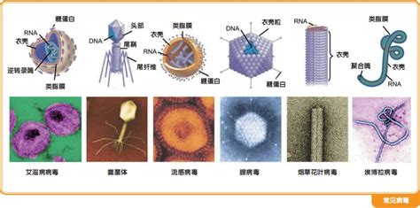 病毒有哪些?